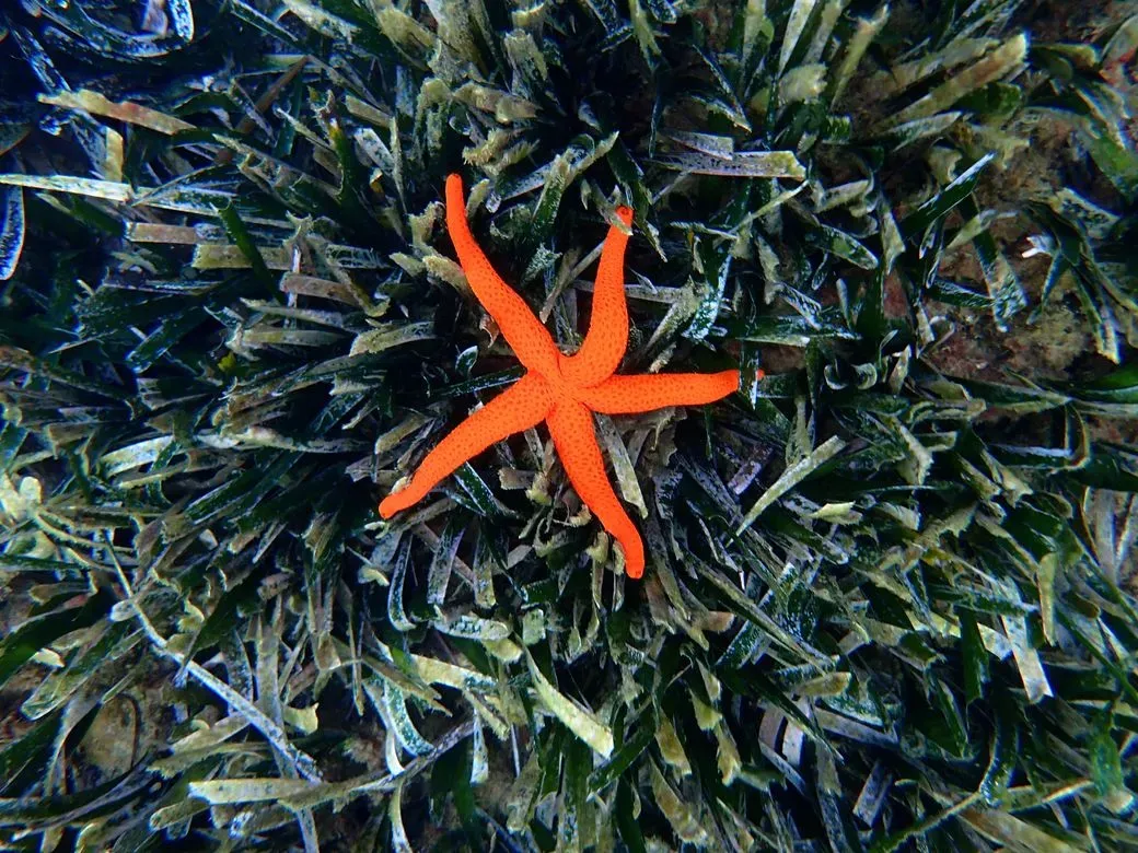 Visites d'observació de la fauna